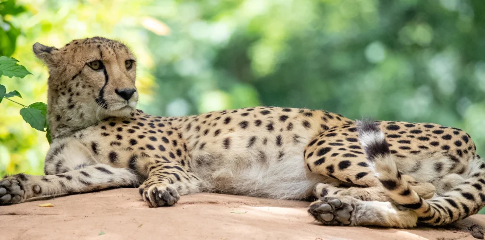 closeup-shot-cheetah-lying-stone- Mweri Expeditionsnature