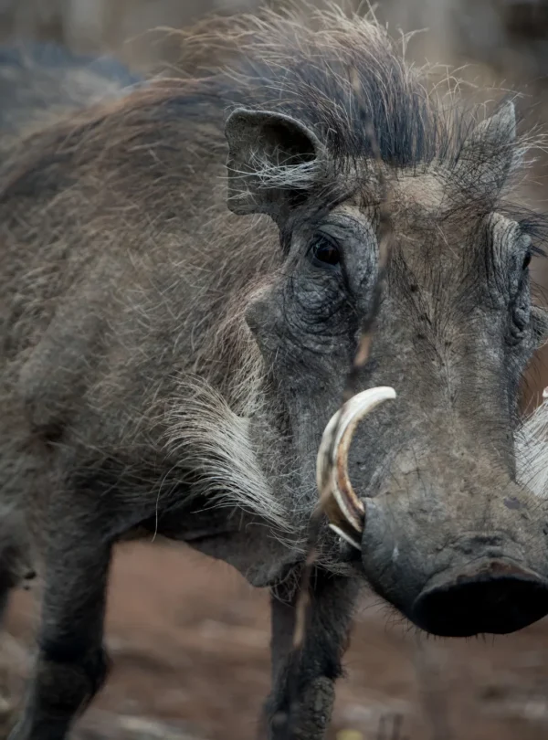 closeup-shot-common-warthog - Mweri Expeditions