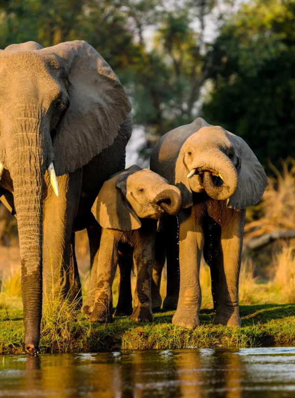 closeup-shot-elephants-standing-near-lake-Mweri Expedition