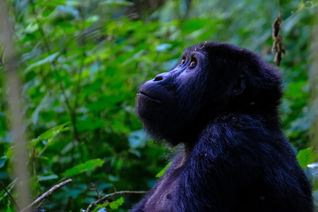 closeup-shot-monkey-looking-up - Mweri Expeditions
