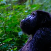 closeup-shot-monkey-looking-up - Mweri Expeditions