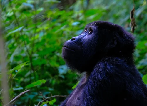 Year-Round Safari, Gorilla’s & Beach Overview Table