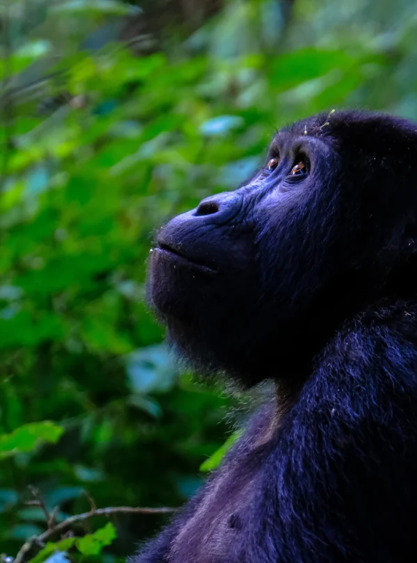 closeup-shot-monkey-looking-up - Mweri Expeditions
