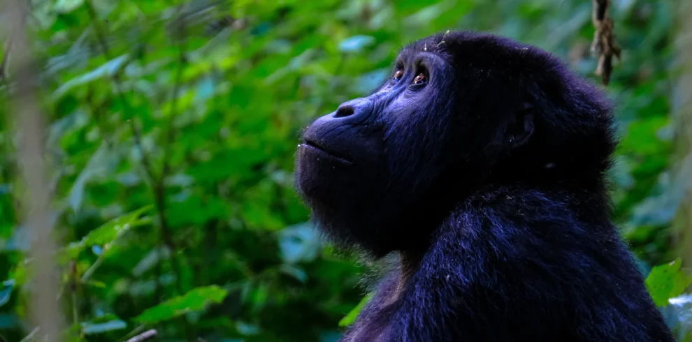 7 Days / 6 Nights – Uganda Primates & Wildlife Safari