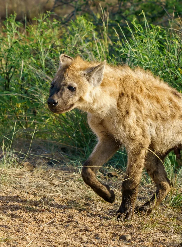 closeup-shot-spotted-hyena-walking-in green-field- and sunny-weather - Mweri expeditions