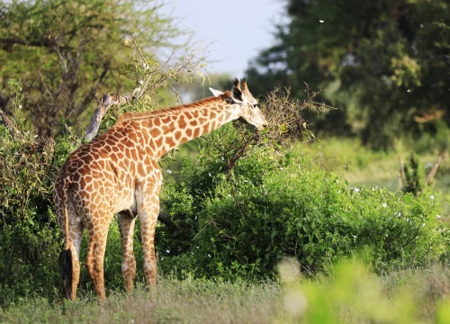  Wilderness & Waves: 7-Day Lake Manyara, Serengeti & Zanzibar Escape