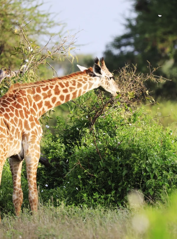 cute-massai-giraffe-tsavo-east-national-park-kenya-Mweri Expedition