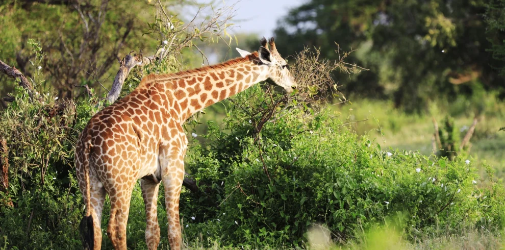 cute-massai-giraffe-tsavo-east-national-park-kenya-Mweri Expedition