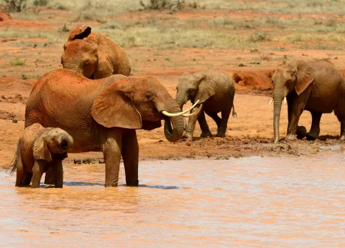 Wild Encounters & Island Escape: 8-Day Serval, Ngorongoro, Serengeti & Zanzibar