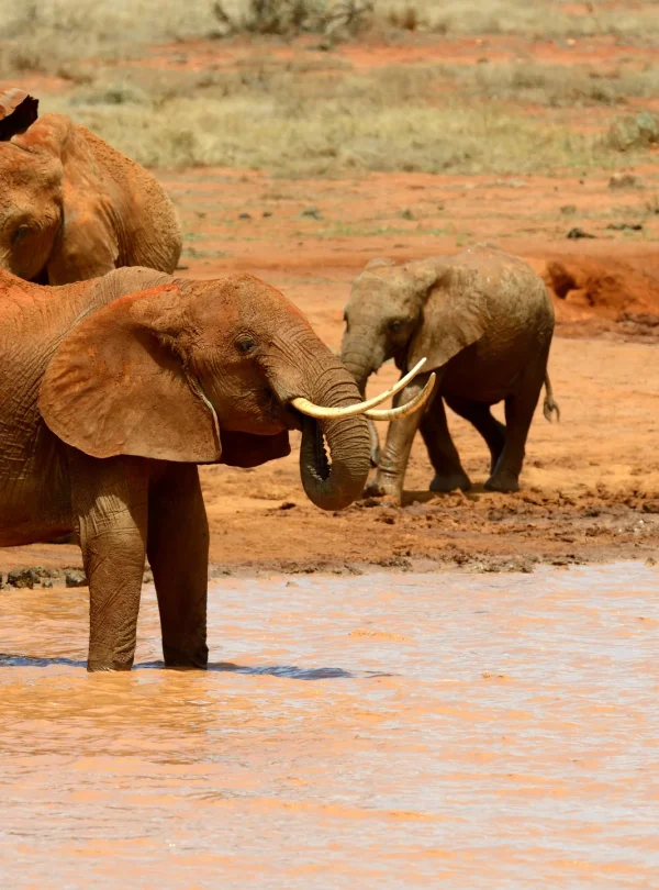 elephant-national-park-east-africa - Mweri Expeditions