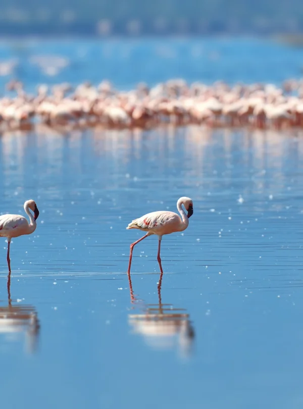 flamingos-in a lake-Mweri Expedition