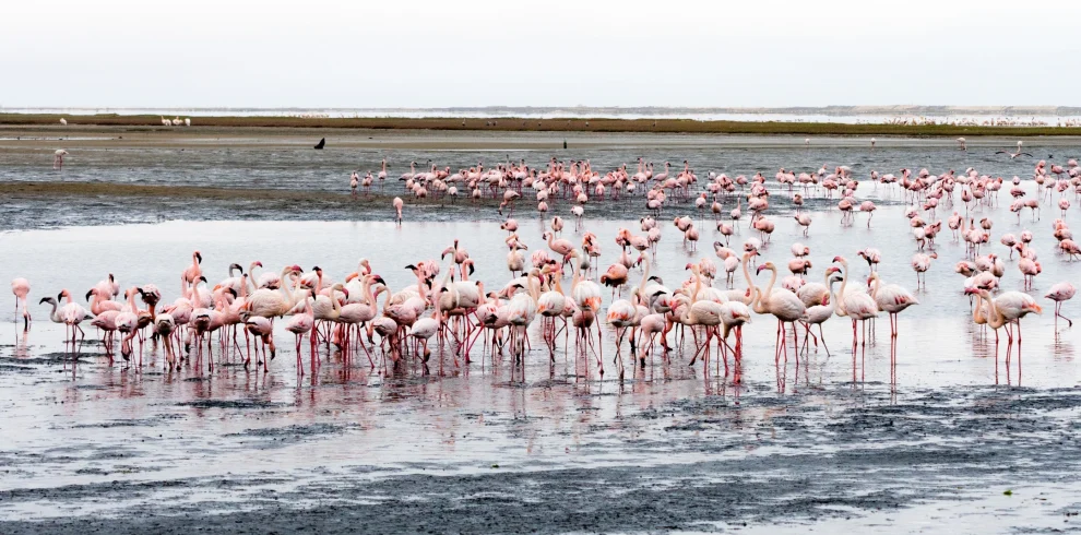 flock-pink-flamingos-in lake manyara-Mweri Expeditions