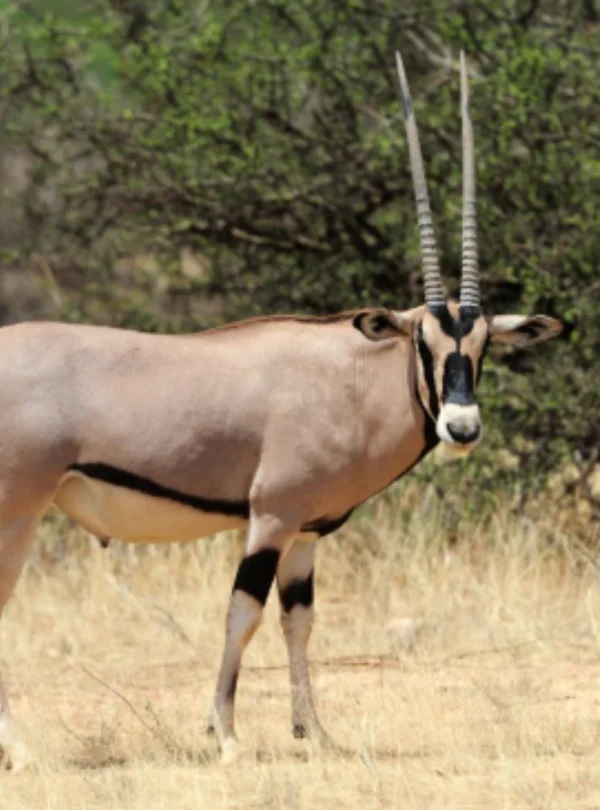 gemspoke antelope in wilderness - Mweri Expeditions