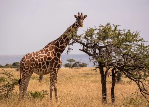 3 Days Samburu National Reserve – Luxury Road Safari