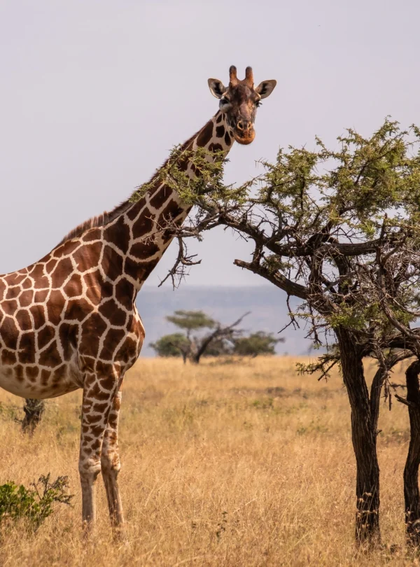 giraffe-grazing-by-tree-middle-african-jungle-samburu-kenya