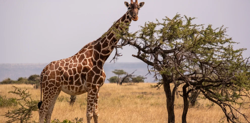 giraffe-grazing-by-tree-middle-african-jungle-samburu-kenya