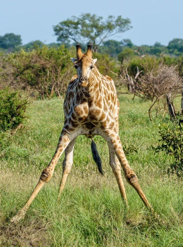 giraffe-grazing-middle-african-jungle-Mweri Expeditions
