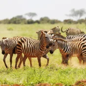 group of zebra grazing in Tsavo East national park