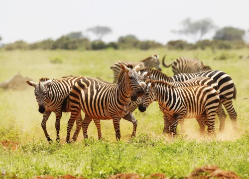 Traveling to East Africa During the Rainy Season (April & May): Pros and Cons