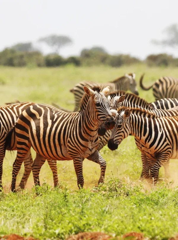 group of zebra grazing in Tsavo East national park
