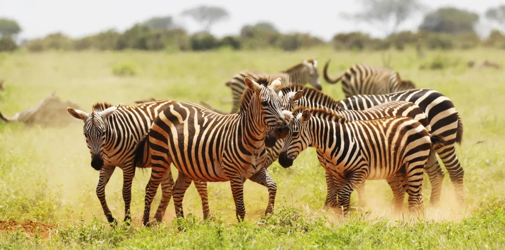 group of zebra grazing in Tsavo East national park