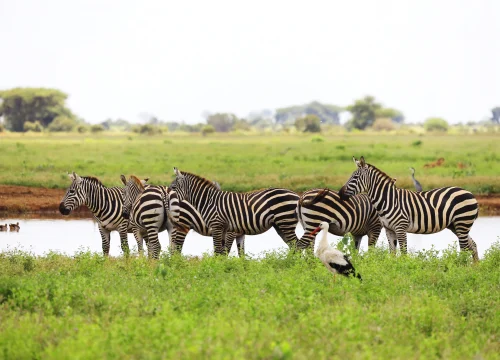3 Days / 2 Nights – Ngorongoro Conservation Area Safari