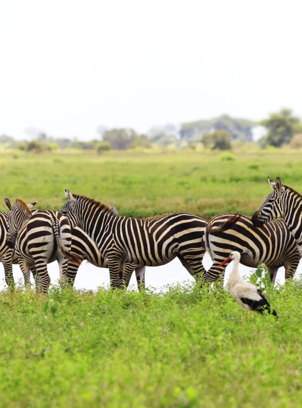 group-zebras-white-stork-tsavo-east-national-park-kenya-Mweri Expeditions