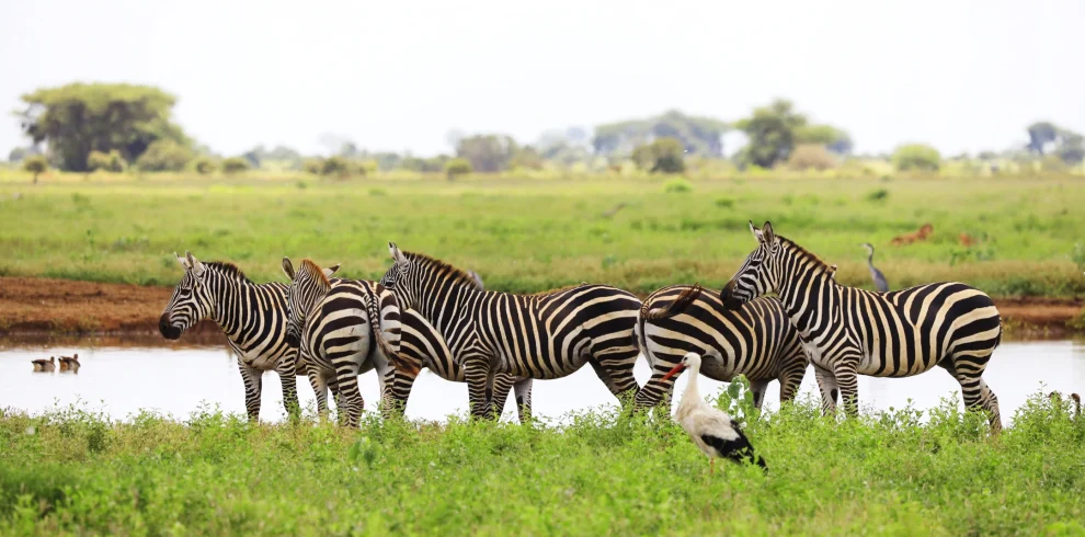 group-zebras-white-stork-tsavo-east-national-park-kenya-Mweri Expeditions