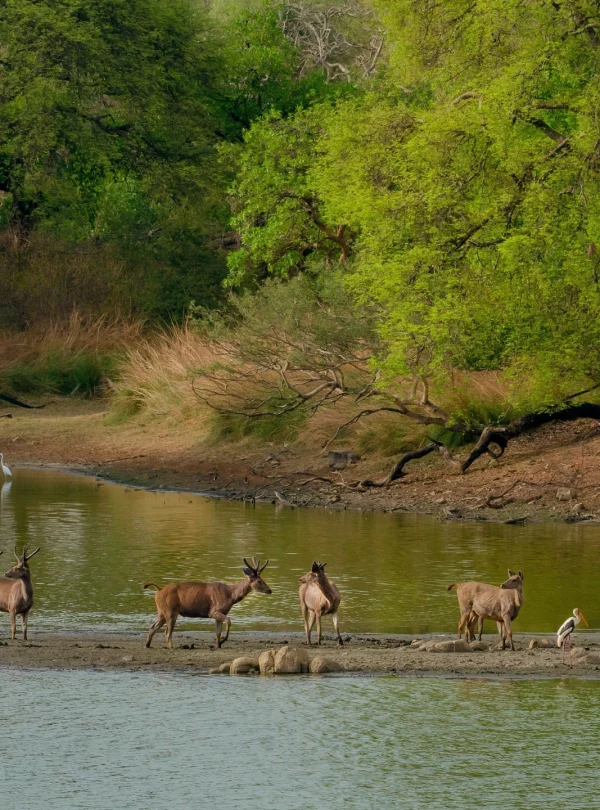 herd-of wild-deer-in-lake-surrounded-by-greenery - Mweri expeditions