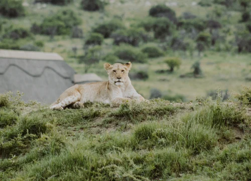 8 Days / 7 Nights – Lake Manyara, Serengeti, Ngorongoro & Lake Natron Safari