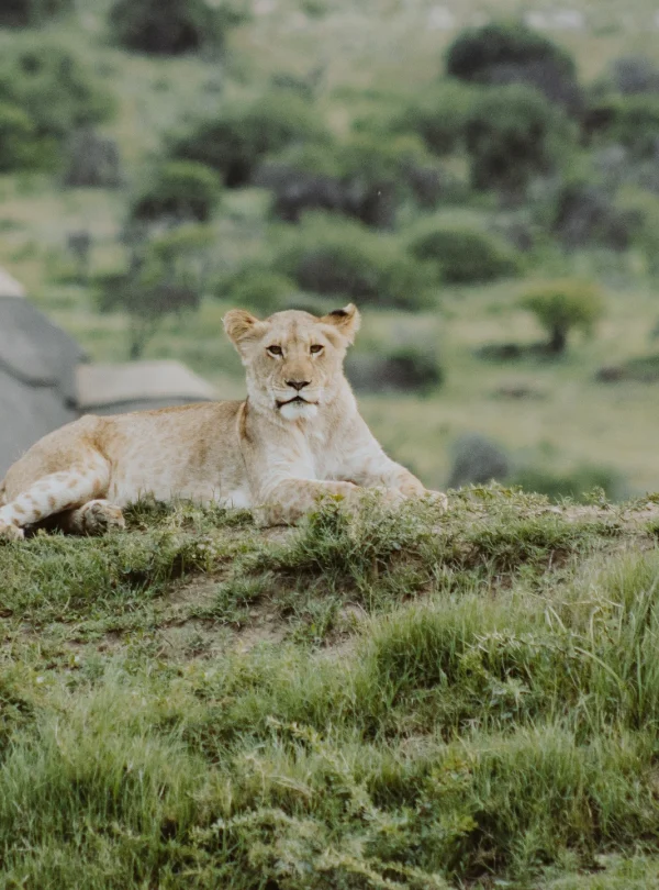 lion-cub-on hill-laying-ground-looking-at camera - Mweri Expeditions