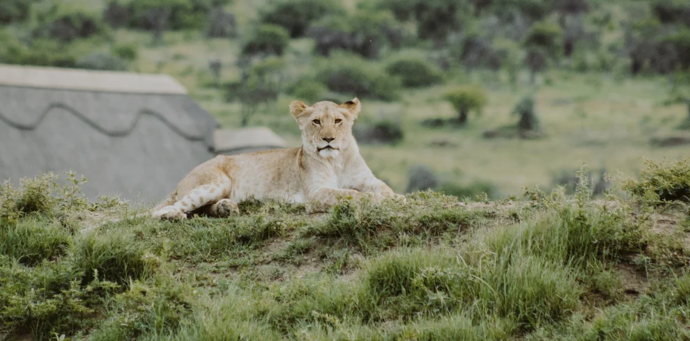 lion-cub-on hill-laying-ground-looking-at camera - Mweri Expeditions