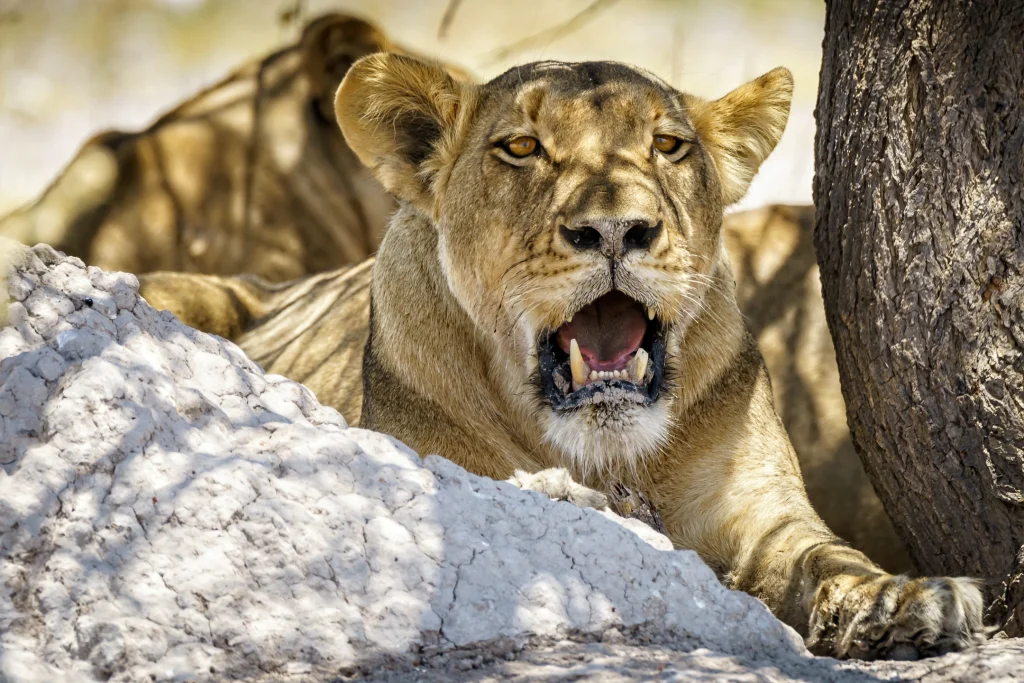 lioness-with-broken-tooth - Mweri Expeditions