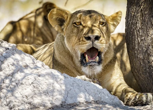 12-Day Kenya & Tanzania Safari: Nairobi – Amboseli – Naivasha – Nakuru – Masai Mara – Serengeti – Ngorongoro – Arusha