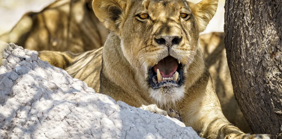 lioness-with-broken-tooth - Mweri Expeditions