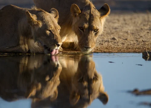 12-Day Northern Tanzania Safari & Zanzibar Beach Escape