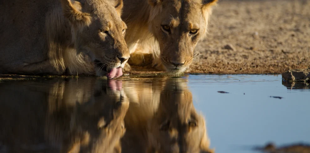 lionesses-drinking-water-from-small-pond - Mweri Expeditions