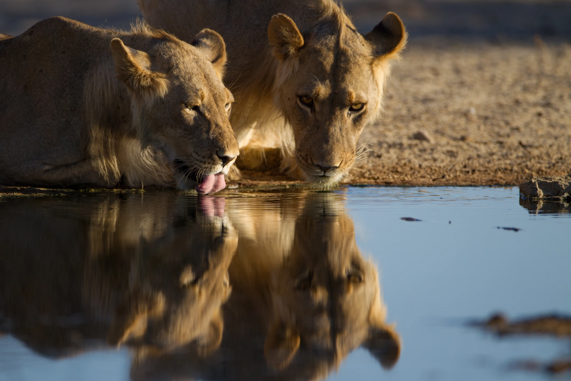 lionesses-drinking-water-from-small-pond - Mweri Expeditions