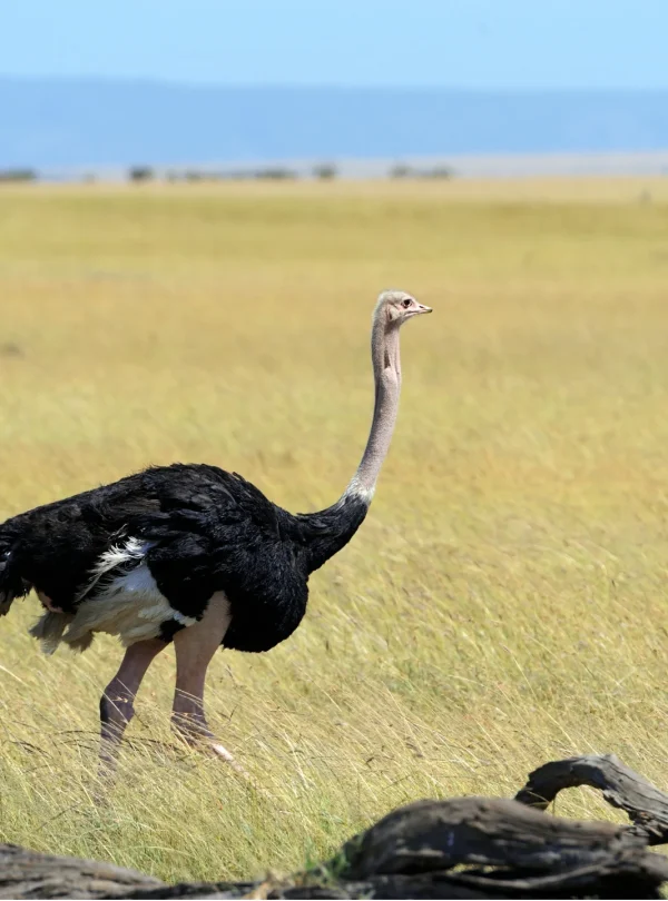 male african ostrich in a national reserve park - Mweri expeditions