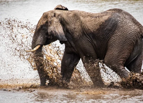 10-Day Kenya & Tanzania Fly-In Safari & Zanzibar Escape