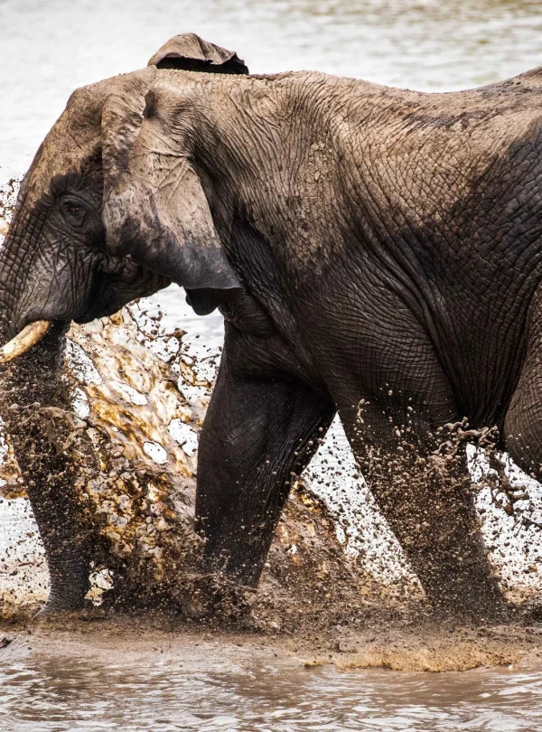 shallow-focus-shot-elephant-splashing-water- in a lake - Mweri Expeditions