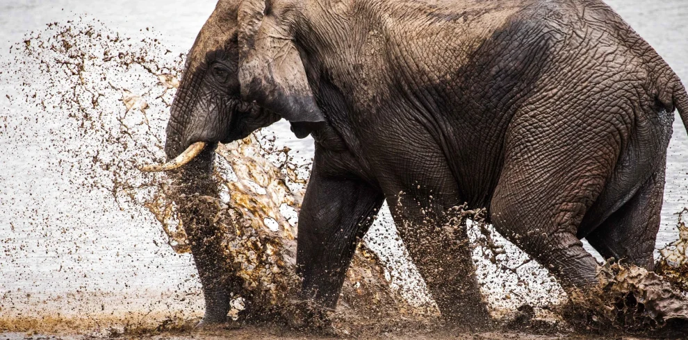 shallow-focus-shot-elephant-splashing-water- in a lake - Mweri Expeditions