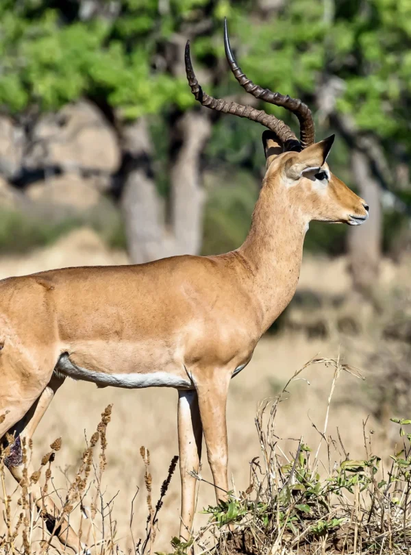 thompson-s-gazelle-in wilderness - Mweri Expeditions