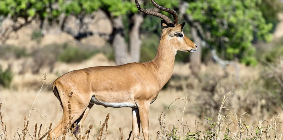 thompson-s-gazelle-in wilderness - Mweri Expeditions