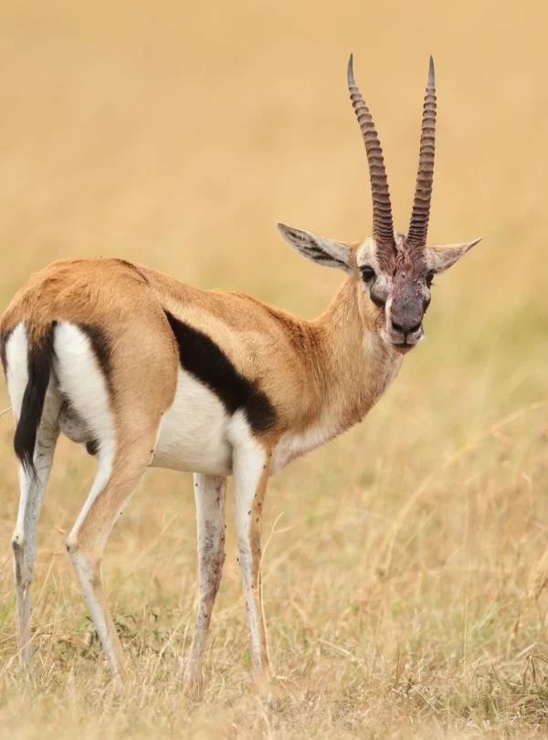 thompson-s-gazelle-middle-field-covered-with-grass - Mweri Expeditions