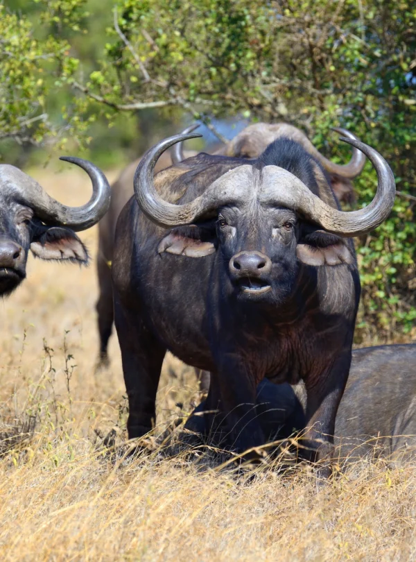 wild-african-buffalos grazing in the wild - Mweri Expeditions