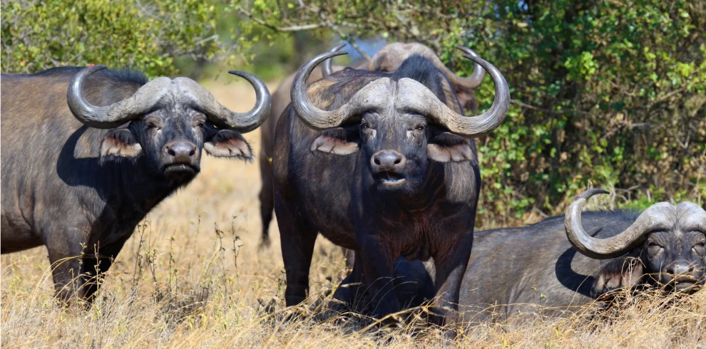 wild-african-buffalos grazing in the wild - Mweri Expeditions