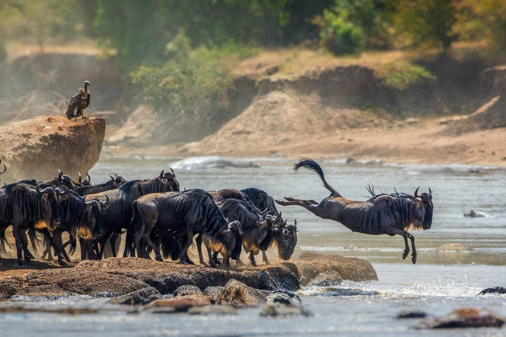 wilderbeast - safari-serengeti-national-park - Mweri Expeditions
