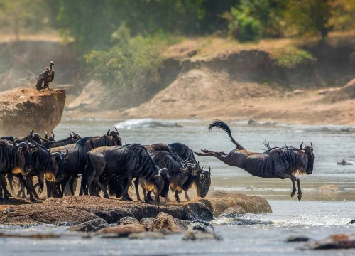 7 Days / 6 Nights – Tarangire, Ngorongoro, Serengeti & Lake Manyara Safari