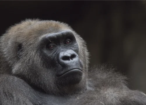 4 Days / 3 Nights – Bwindi Gorilla Fly-In Safari